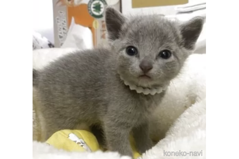 販売中の栃木県のロシアンブルー-115710の2枚目